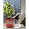Curtis Wagner Plastics Corp. Plant Guard (12" Diameter, 2-Pack) |