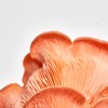 Urban Farm-It - Mushroom Growing Kit, XL Pink Oyster (Pleurotus