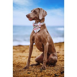 Lionet Paws Dog Collar with Bow Tie - Soft Comfortable Adjustable Collars with Metal Buckle for Medium Dogs, Neck 13.5-22 Inches