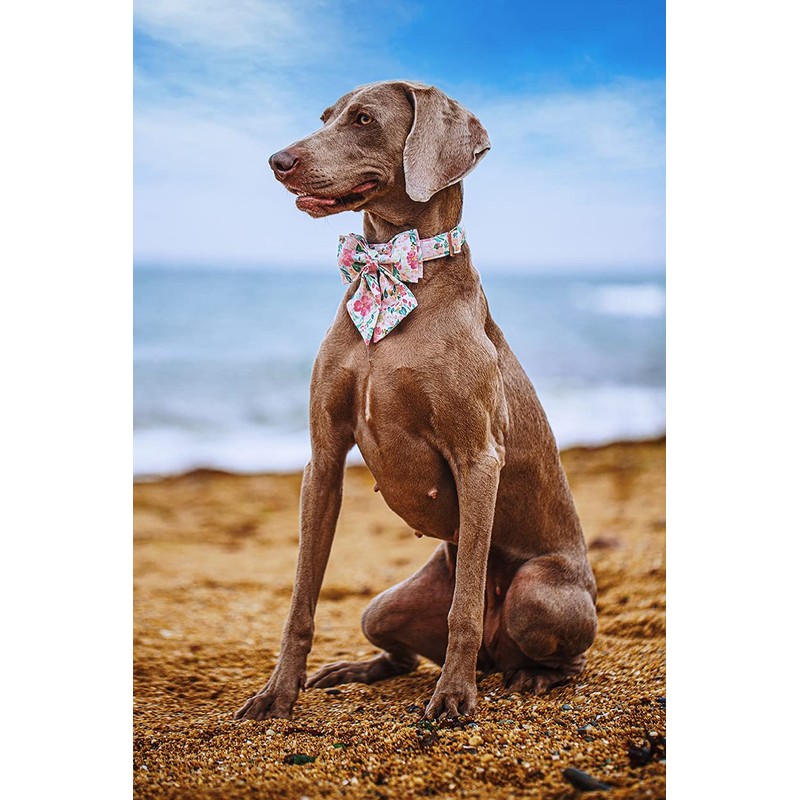 Lionet Paws Dog Collar with Bow Tie - Soft Comfortable