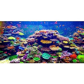 AWERT Undersea Theme Aquarium Background 72x18 inches Vinyl Colorful Coral Tropical Fish Underwater World Fish Tank Background