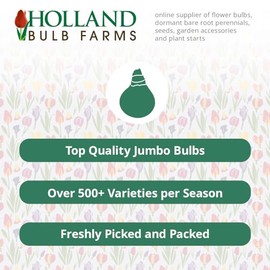 Blue Boy Tall Phlox Flower Root - Pleasantly Scented - Naturalizing - Perennializing - Easy to Grow Live Plants - Outdoor Garden