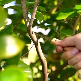KAKURI Sierra para bonsái de 3-1/8 pulgadas (3.150 in), herramienta de poda profesional japonesa de acero al carbono, sierra para bonsái pequeña, fabricada en Japón
