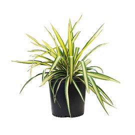 Live plant from Green Promise Farms Yucca filamentosa 'Color Guard' (Adam's Needle) Evergreen, 3-Size Container, Gold Variegated Foliage