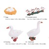 4 Stage Growth Cycle Model Animal Duck Life Cycle Children