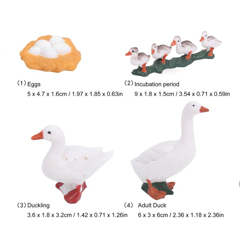 4 Stage Growth Cycle Model Animal Duck Life Cycle Children