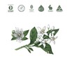 Koala Eco Multi-Purpose Kitchen Cleaner Lemon Myrtle & Mandarin 500ml