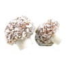 Coconut Mushrooms 500 Gram Bag (1/2 Kilo)
