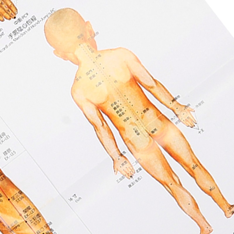 Chinese and English Acupoint Wall Chart Front Large Size Comprehensive