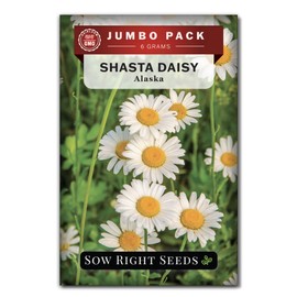 Sow Right Seeds - Shasta Daisy Flower Seeds for Planting - 6000 Seeds, 6 Grams - Non-GMO Heirloom Bulk Jumbo Pack with Instructions - Attract Butterflies - Grow Bountiful White Blossoms All Season