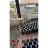 Pakistan Long Mulberry Tree - Morus Macroura Long Mulberry -