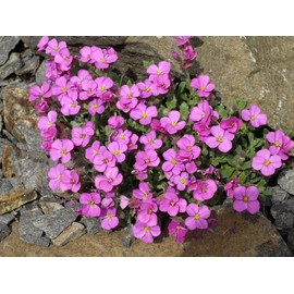 KIRA SEEDS - Seeds Pink Rock Cress - Perennial Flowers for Planting