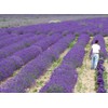 Findlavender Lavender x Intermedia Phenomenal ( 4" Size Pots, Bee