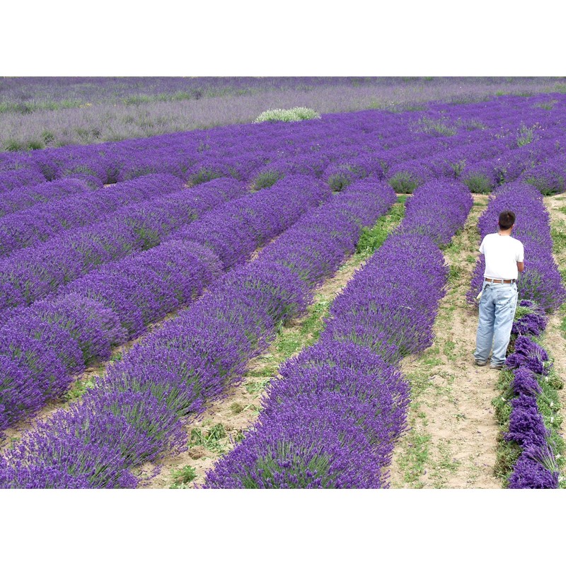 Findlavender Lavender x Intermedia Phenomenal ( 4" Size Pots, Bee