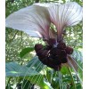 Buy Rare Seeds Tacca chantrieri White | Nivea | White