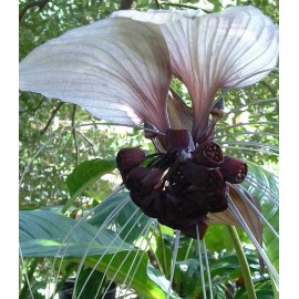 Buy Rare Seeds Tacca chantrieri White | Nivea | White Bat Flower | Bat Head Lily | 20_Seeds