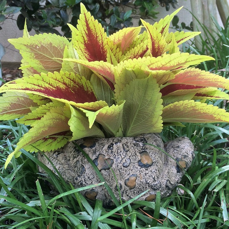 Toad Hollow HomeStyles Large Toad Planter 7" H Holds 4"