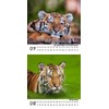 Tiger Magic Calendar for 2025 Format 10 cm x 10