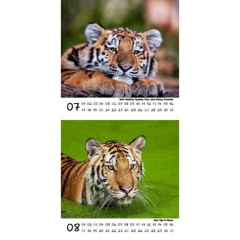 Tiger Magic Calendar for 2025 Format 10 cm x 10
