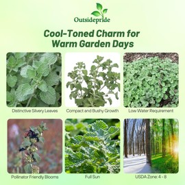 Outsidepride - Horehound Seeds - 5000 Pcs. Perennial, Compact, Easy to Grow & Pollinator Friendly, Herb Seeds for Planting Toothed, Wooly Gray-Green Foliage for Versatile & Culinary Uses