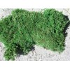 Living Moss - Fresh Sheet Moss Perfect for Terrariums and