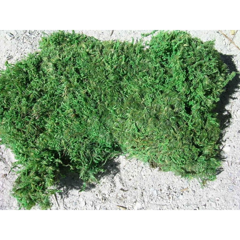 Living Moss - Fresh Sheet Moss Perfect for Terrariums and