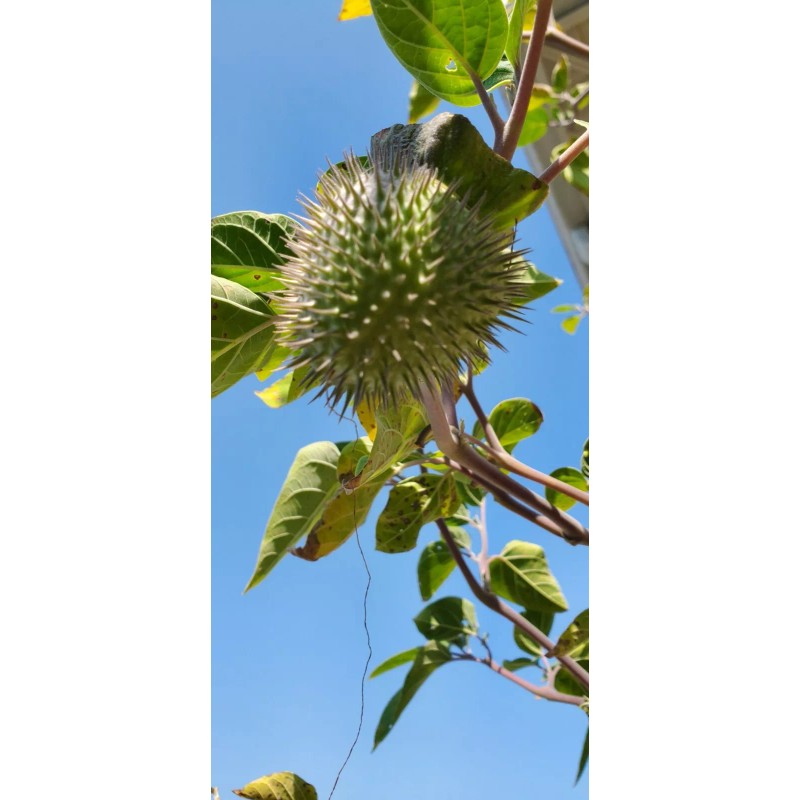 Home Grown 150÷160 Seeds. Datura Stramonium, Jimson Weed, Thorn Apple,Devil's