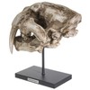 SUMMIT COLLECTION Polystone Resin Sabertooth Tiger Skull Replica Model On