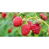 Wild Raspberry Honey - 8 oz, Made in Maine, Organic,