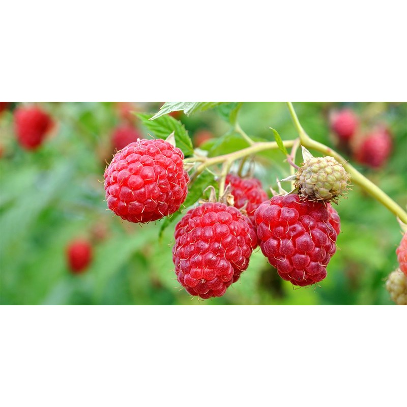 Wild Raspberry Honey - 8 oz, Made in Maine, Organic,