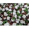 Chocolate Filled Mint Hard Candy - 2 lbs of Decadent