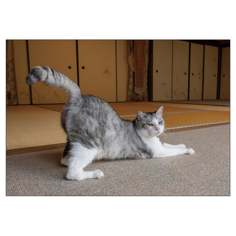 2026 Calendar Cat Calendar