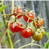 FLORIDA☆☆ EVERGLADES TOMATO☆☆ FRESH SEEDS 40+