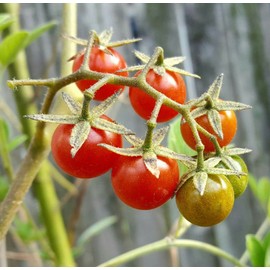 FLORIDA☆☆ EVERGLADES TOMATO☆☆ FRESH SEEDS 40+