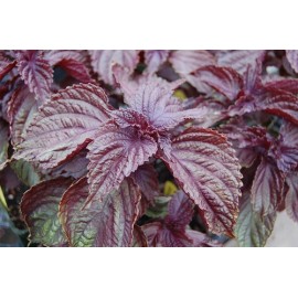 Southeast Seeds Purple Shiso Seeds, Perilla, Japanese Basil, Red Mint, NON-GMO, Variety Sizes - 1400 Seeds or 2 Grams