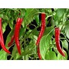 30 Semillas Chile De Arbol Nuevas Germinan Organicas No Gmo