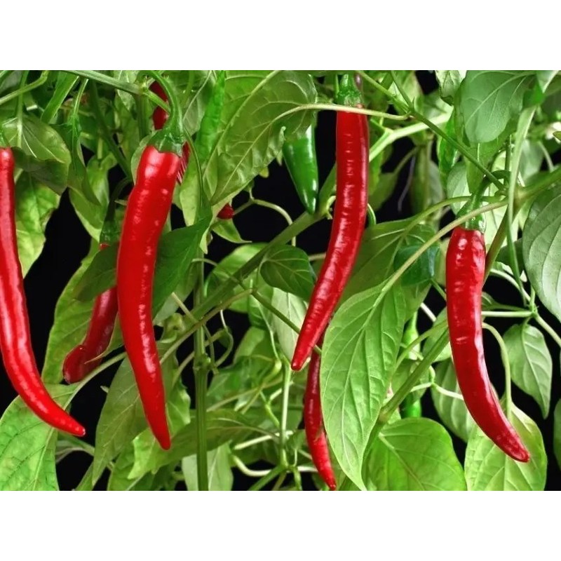 30 Semillas Chile De Arbol Nuevas Germinan Organicas No Gmo