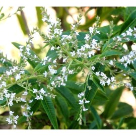 Lemon Verbena Home Fragrance Oil for Oil Warmer and Mist Diffusers 15ml