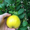 9waters Araza Araca Boi Eugenia Stipitata Yellow Aromatic Fruit Tropical