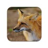 Untersetzer aus Kork – Rotfuchs Wildlife – 1 Stück (95