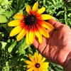 TomorrowSeeds - Gloriosa Daisy Seeds - 4500+ Count - for