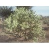Cactus Buckhorn Cholla Cactus Seeds (Cylindropunti