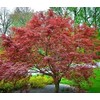 Purple Ghost Japanese Maple - Live Plant - Trade Gallon