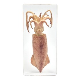 Real Cuttlefish Specimen in Resin Block – 6.5" x 3" x 1" – Preserved Marine Biology Display for Science Classrooms, STEM Education, Ocean Study & Unique Gifts