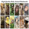 JBH Creations Baby Animal Bookmarks - Pack of 48