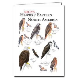 Earth Sky + Water - Sibley’s Hawks of Eastern North America - 5″ X 7″ Greeting Cards