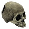 Komodo Human Skull Half