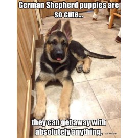 german Shepherd refrigerator magnet 3 1/2 x 3 1/2 "