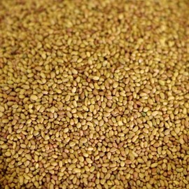 3,000 Alfalfa Seeds Sprouting Seeds Cover Crop
