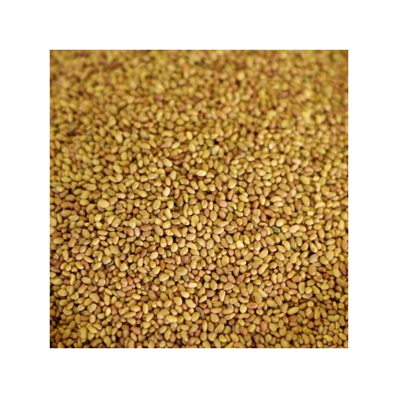 3,000 Alfalfa Seeds Sprouting Seeds Cover Crop